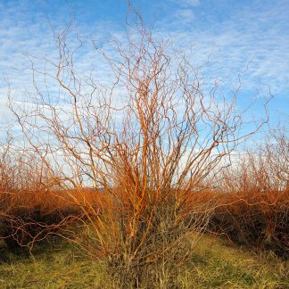 Corkscrew Willow (Salix Matsudana ‘Tortuosa’)