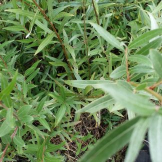 Hybrid Willow Salix leaves