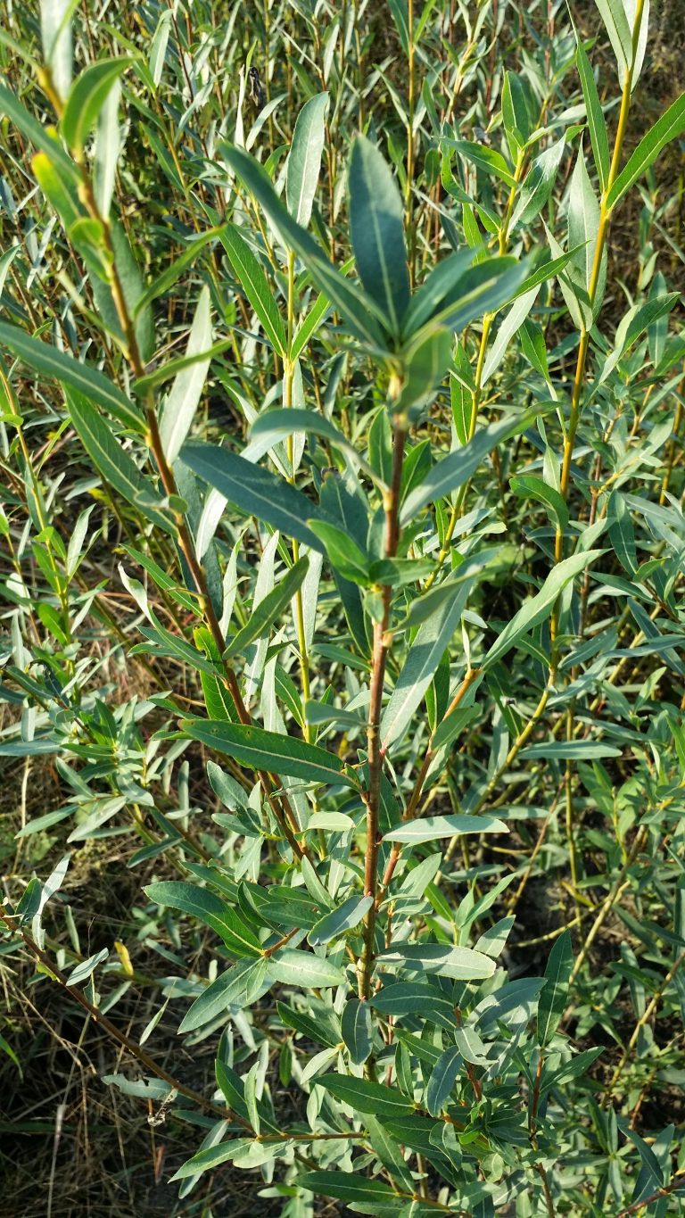 Streamco willow stick plant Cold Stream Farm