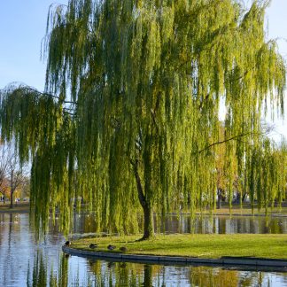 Weeping Willow tree Salix babylonica