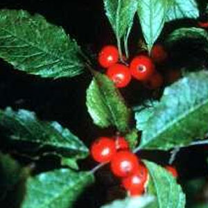Winterberry