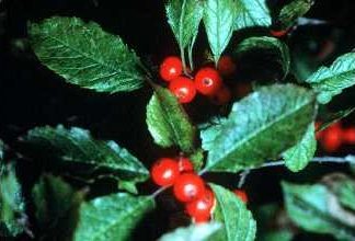 Winterberry