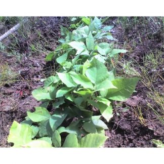 shagbark hickory leaves Carya ovata