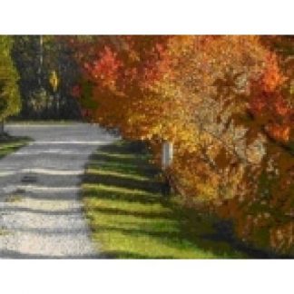 Amur Maple Trees Along Road