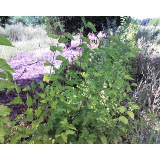 Red Mulberry (Morus rubra) seed bed