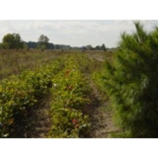 Red Oak (Quercus rubra) seed bed