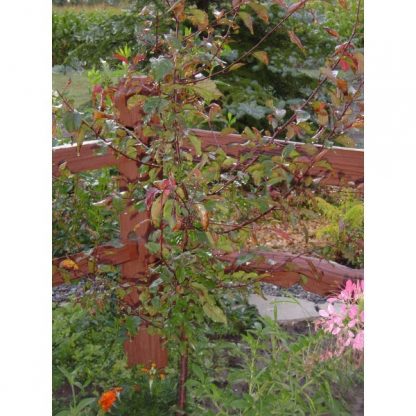 American Plum (Prunus americana)