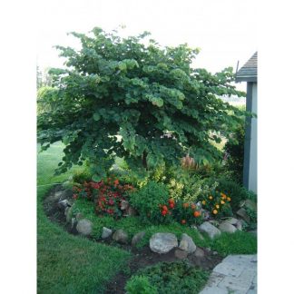 Redbud Tree