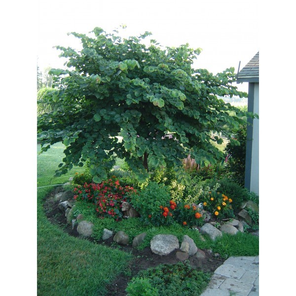 Wholesale Redbud Trees in Michigan For Sale Cold Stream Farm