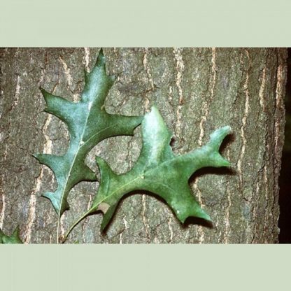 Pin Oak Leaves Close Up