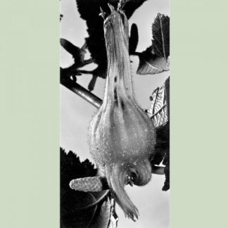 Beaked Hazelnut