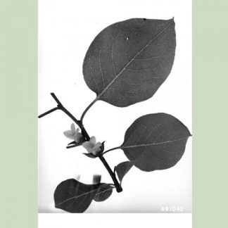 Scan of Persimmon (Diospyros virginiana) Branch and Leaves