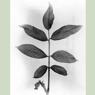 Drawing of English Walnut Branch & Leaves