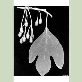 Sassafras