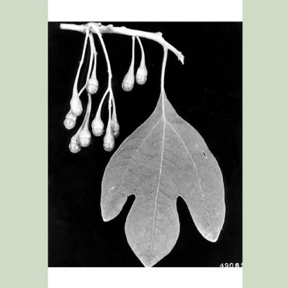 Scan of Sassafras Branch and Leaf