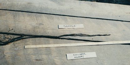 Shagbark Hickory Root
