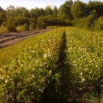 Cold Stream Farm flower garden
