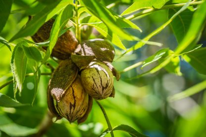 Pecan Nut Cluster