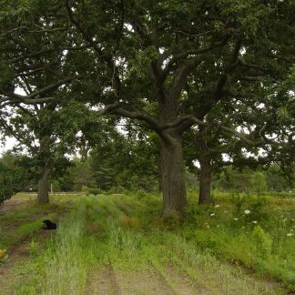 Mature Oak White Tree