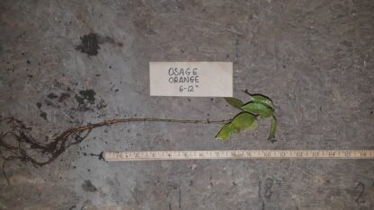 Osage Orange 6-12'' Seedling