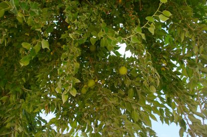Leaves and Fruit of the Osage Orange Tree