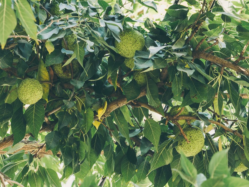 Osage Orange Maclura Pomifera Deciduous Trees Cold Stream Farm