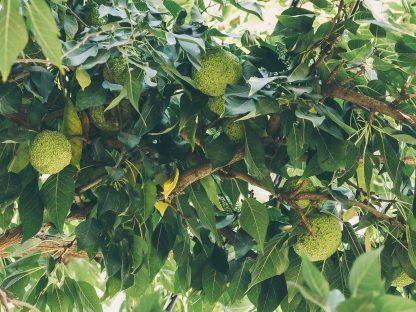 Green Fruits from the Osage Orange Tree