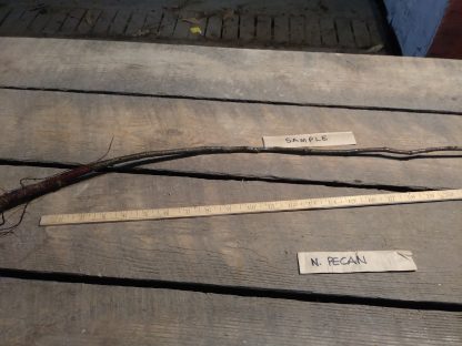 Northern Pecan Root