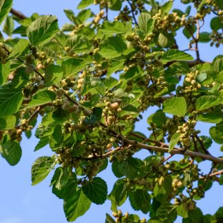 Fruit of a White/Russian Mulberry Tree