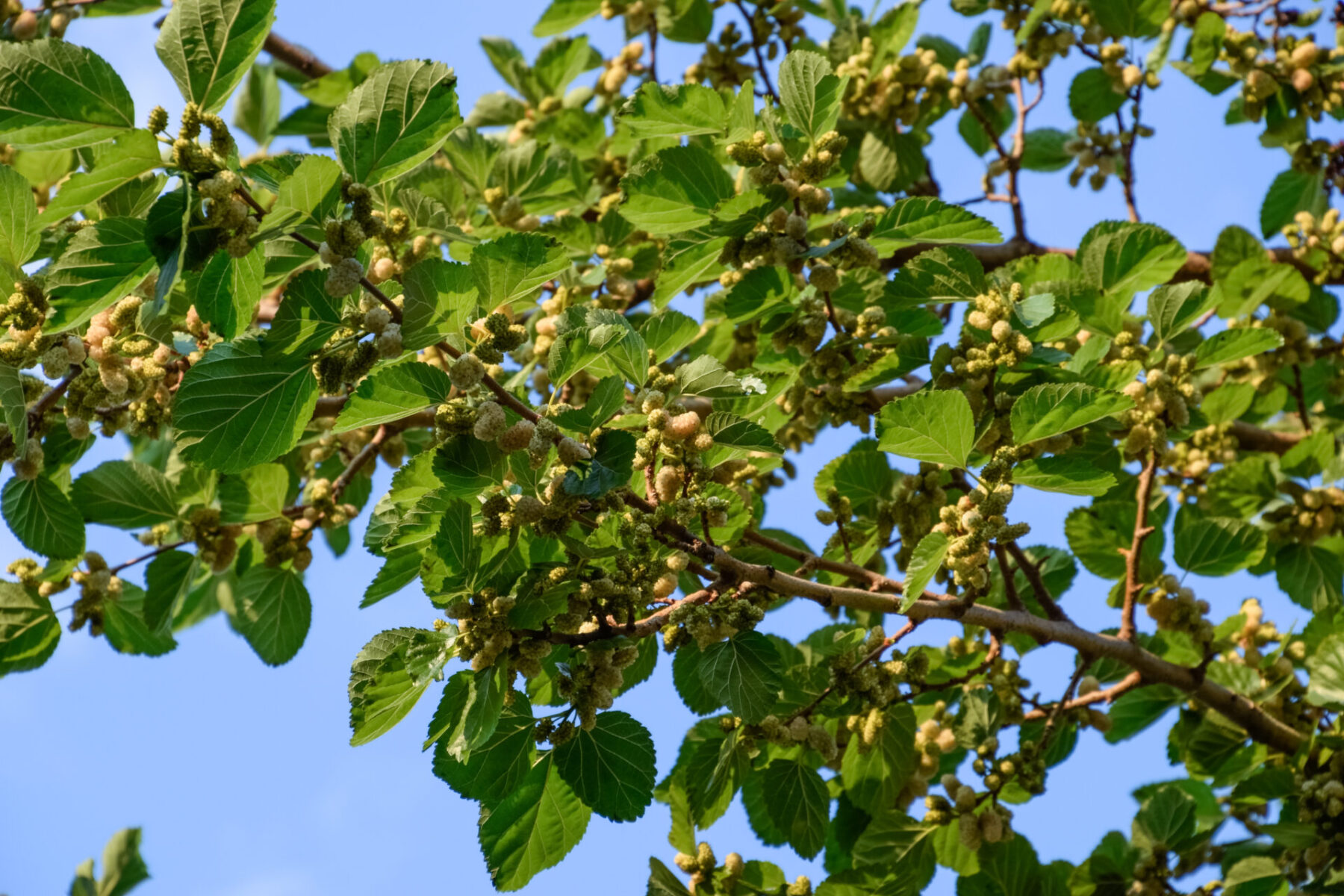 Mulberry Morus (plant)