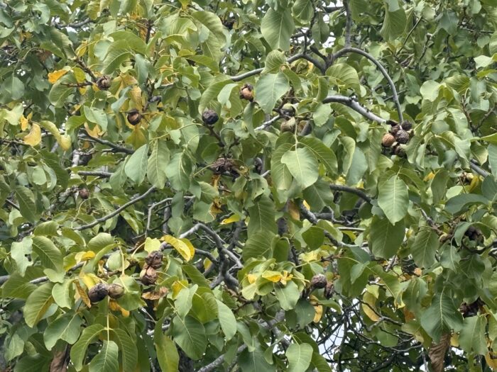 English Walnut (Carpathian)(Juglans regia)