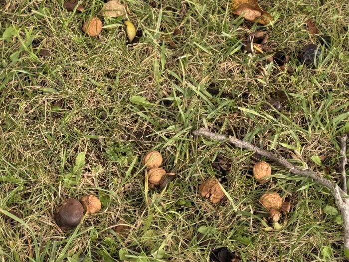 English Walnut (Carpathian)(Juglans regia)