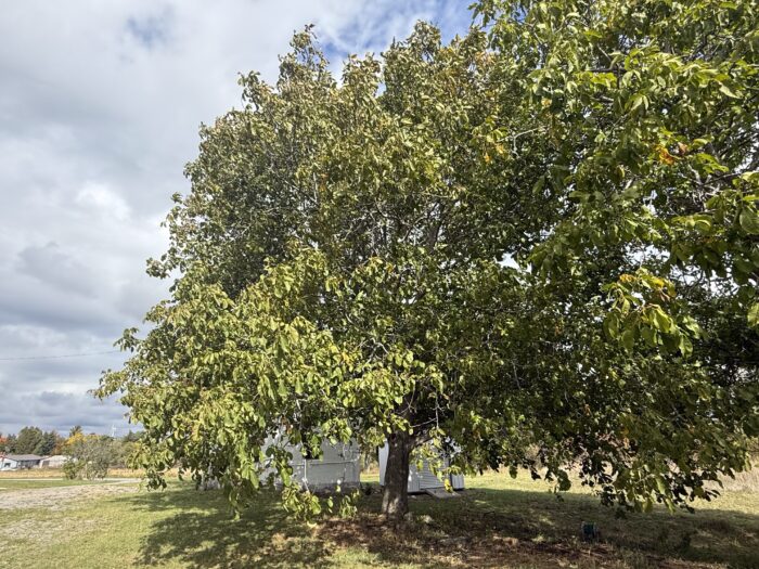 English Walnut (Carpathian)(Juglans regia)