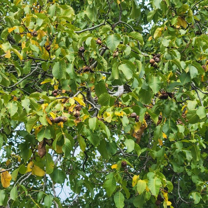 English Walnut (Carpathian)(Juglans regia)