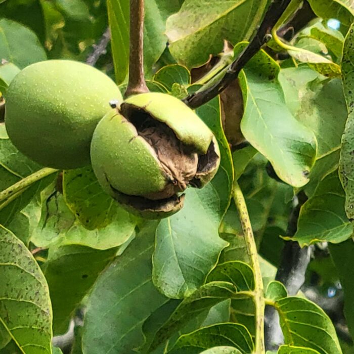 English Walnut (Carpathian)(Juglans regia)