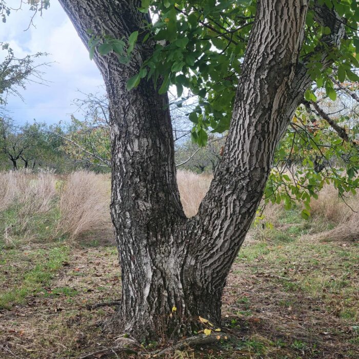 English Walnut (Carpathian)(Juglans regia)