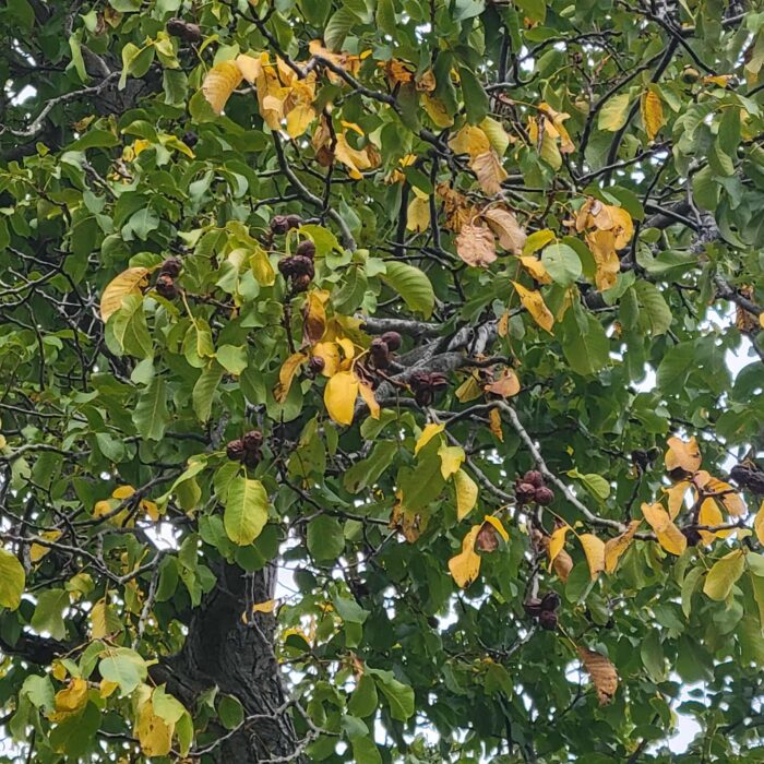 English Walnut (Carpathian)(Juglans regia)