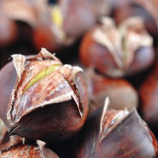 Chinese Chestnut tree (Castanea mollissima)