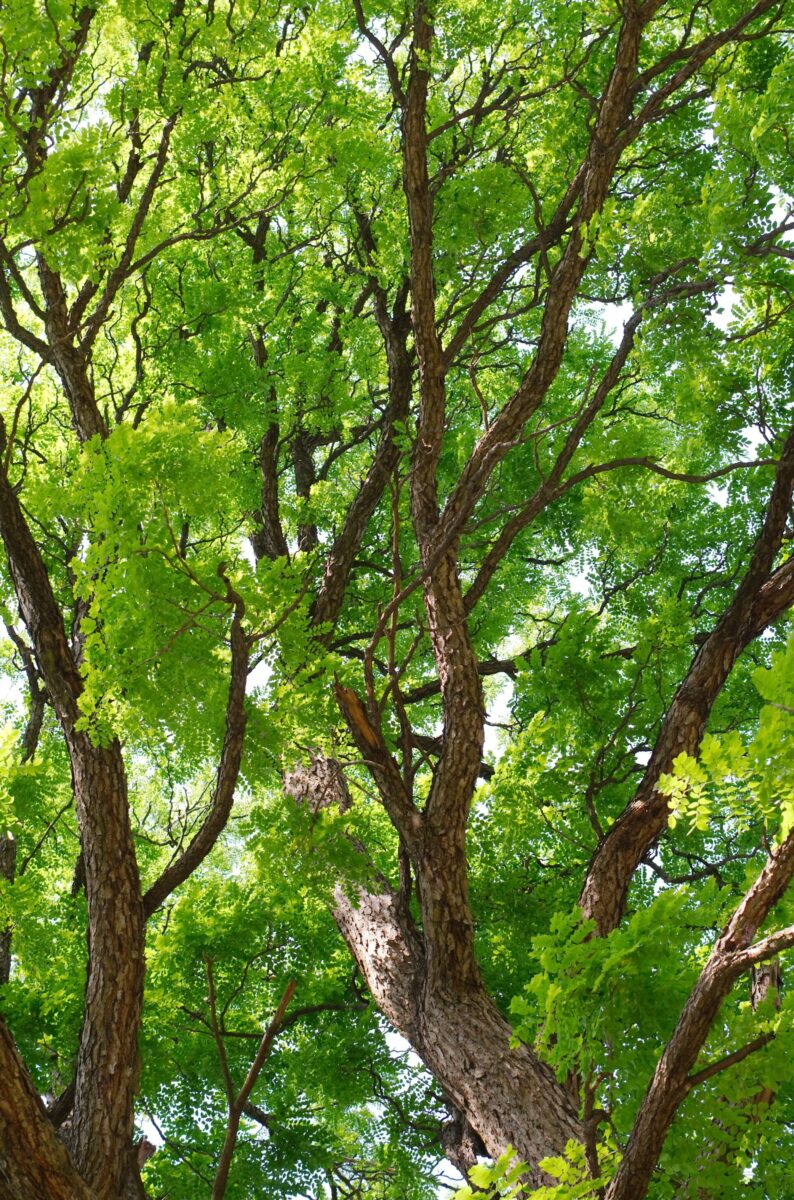 tree with long seed pods michigan