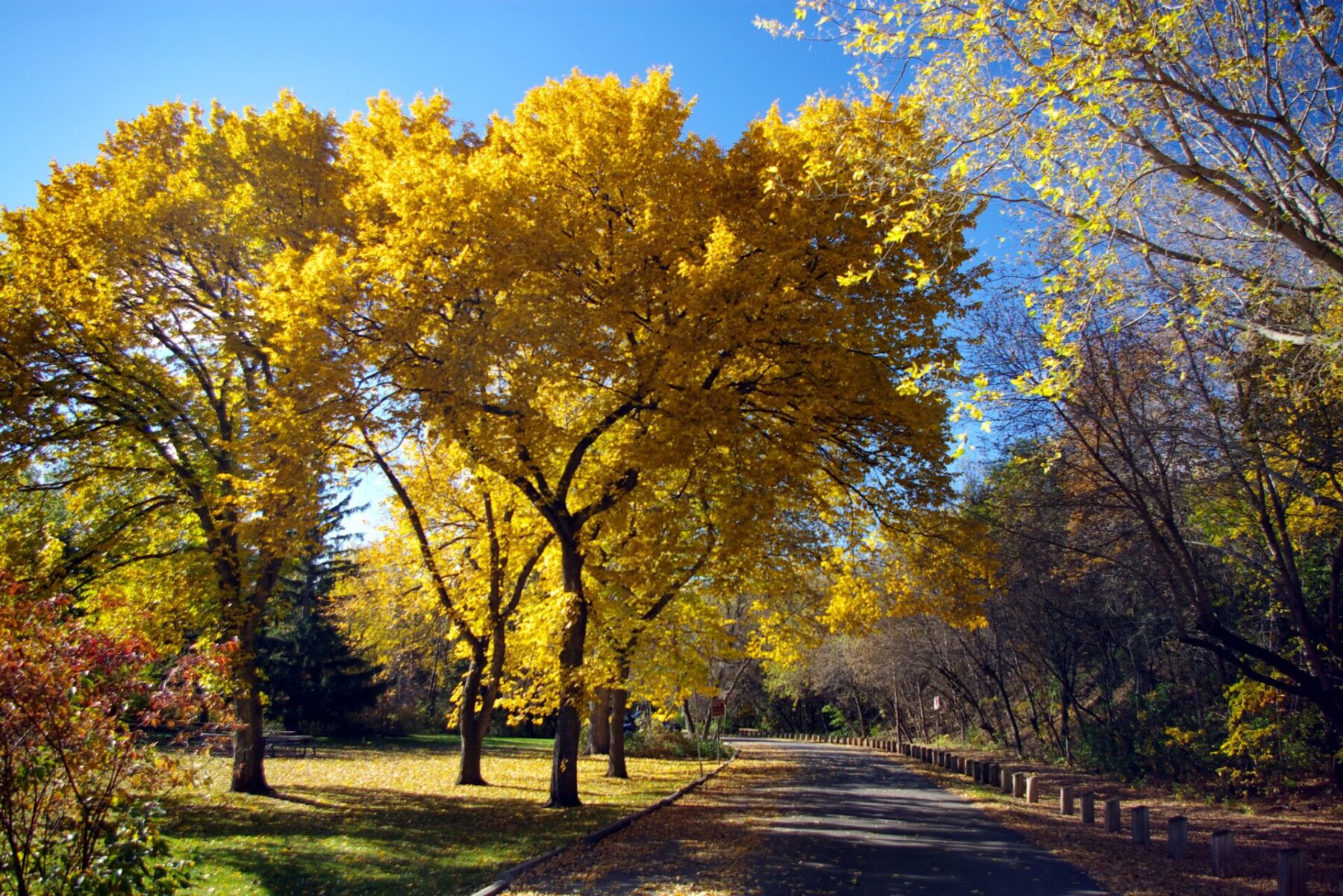 American Elm - Ulmus Americana | Deciduous Trees | Cold Stream Farm