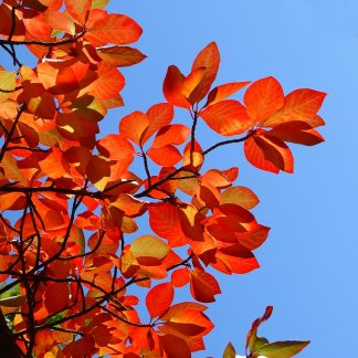Black Gum (Nyssa sylvatica) fall foliage