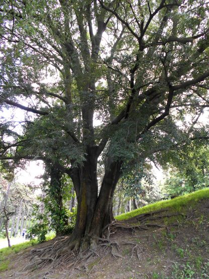 hackberry common tree Celtis occidentalis