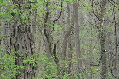 Mature Shagbark Hickory Bark