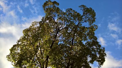 Mature Shagbark Hickory Canopy