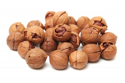 shagbark hickory nuts