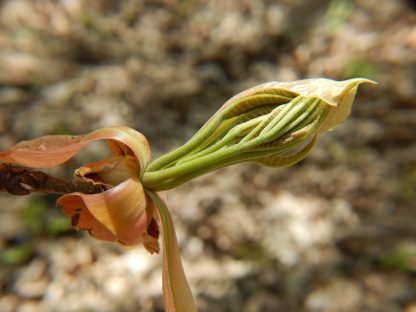Shagbark Hickory Bud Unfurling