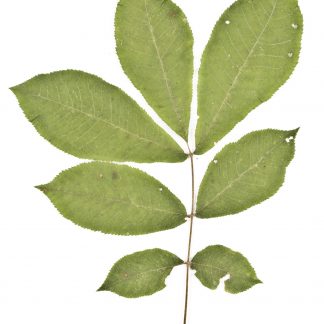 Bitternut Hickory leaf shape