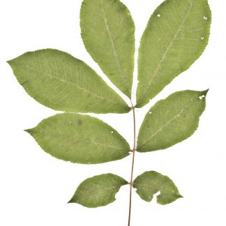 Hickory