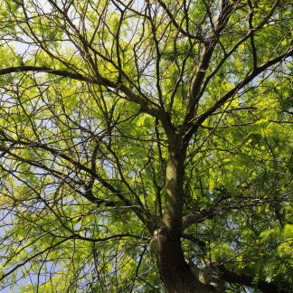 Thornless Honeylocust tree canopy Gleditsia triacanthos inermis