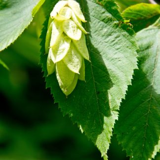 Hophornbeam leaf and seed Ostrya virginiana